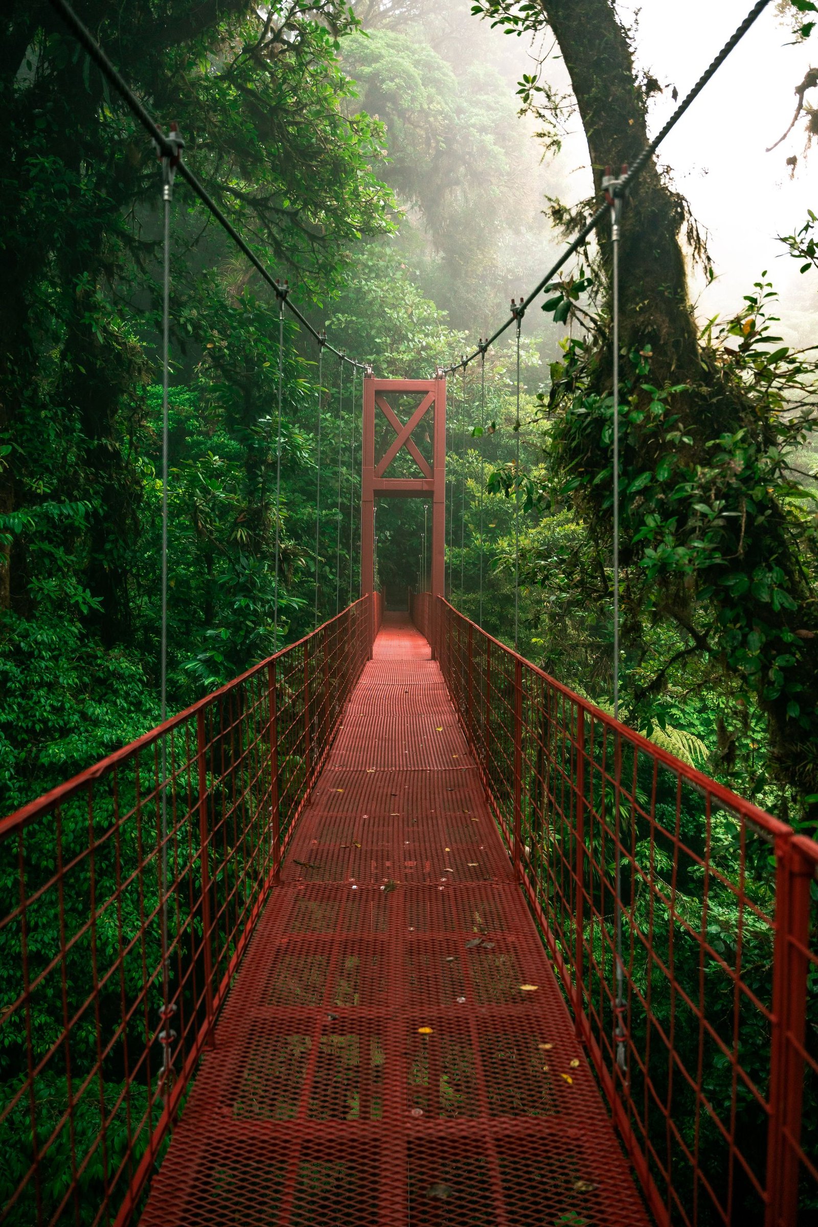 Monteverde Cloud Forest in Costa Rica