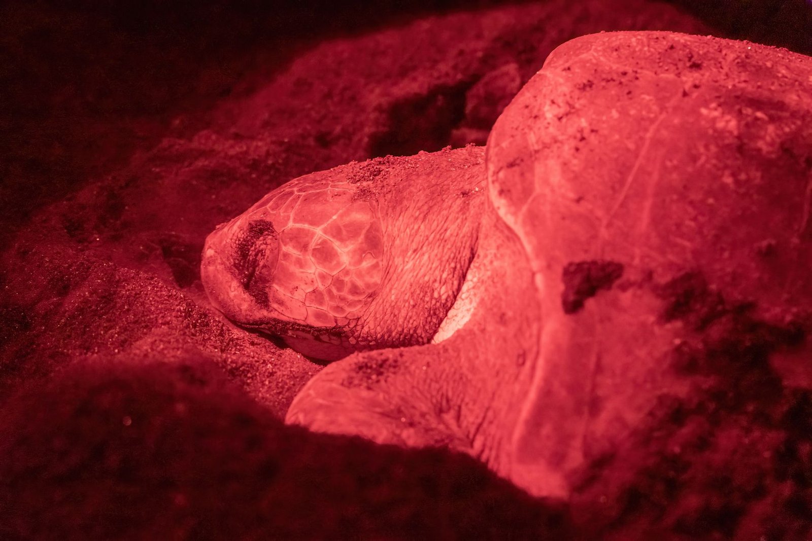 Sea Turtle Nesting in Costa Rica